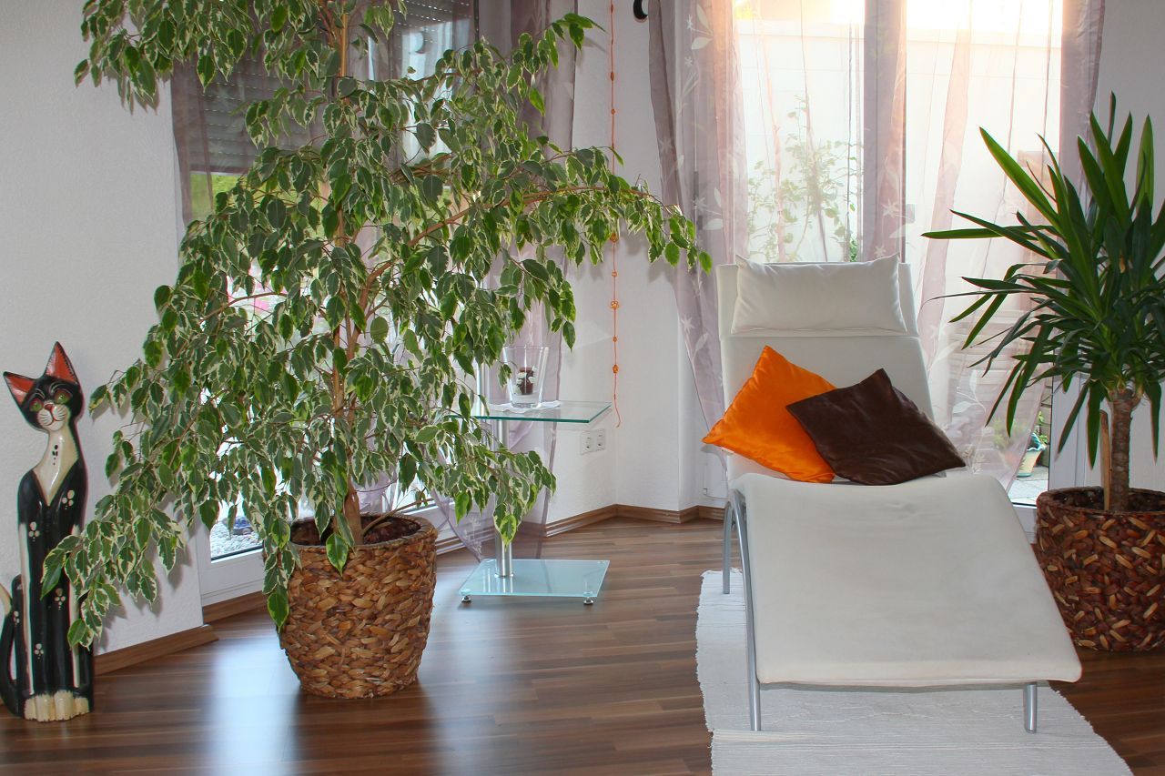 Laminatboden mit lebhafter Maserung in Nussbaum